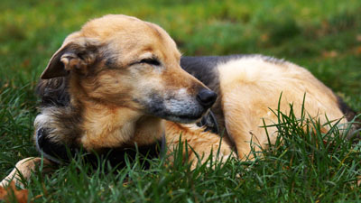 Hundebetreuung Friedrichshain 1